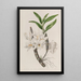 Dendrobium with golden flowers - Sydenham Edwards — framed artwork on a wall