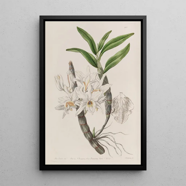 Dendrobium with golden flowers - Sydenham Edwards — framed artwork on a wall