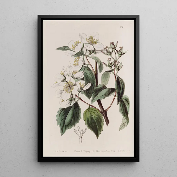Philadelphus by Gordon - Sydenham Edwards — framed artwork on a wall