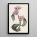 Tradescantia with drooping joints - Sydenham Edwards — framed artwork on a wall