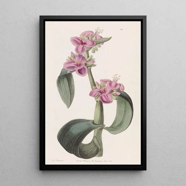 Tradescantia with drooping joints - Sydenham Edwards — framed artwork on a wall