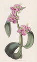 Tradescantia with drooping joints - Sydenham Edwards — artwork view