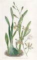 Épidendrum gracieux - Sydenham Edwards — artwork view