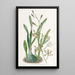 Épidendrum gracieux - Sydenham Edwards — framed artwork on a wall