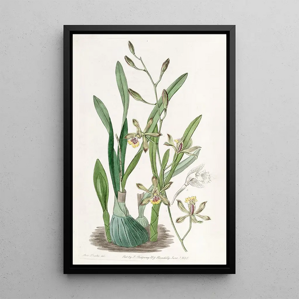 Épidendrum gracieux - Sydenham Edwards — framed artwork on a wall