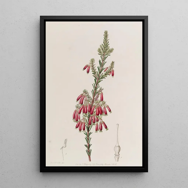 Bruyère à pointes vertes - Sydenham Edwards — framed artwork on a wall