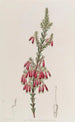 Bruyère à pointes vertes - Sydenham Edwards — artwork view
