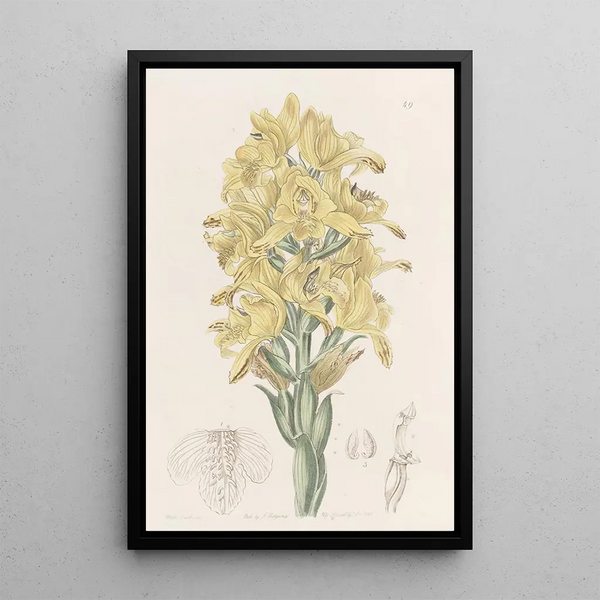 Chloraea with green veins - Sydenham Edwards — framed artwork on a wall