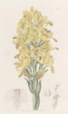 Chloraea with green veins - Sydenham Edwards — artwork view