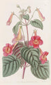 Achimène velue - Sydenham Edwards — artwork view