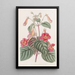 Achimène velue - Sydenham Edwards — framed artwork on a wall