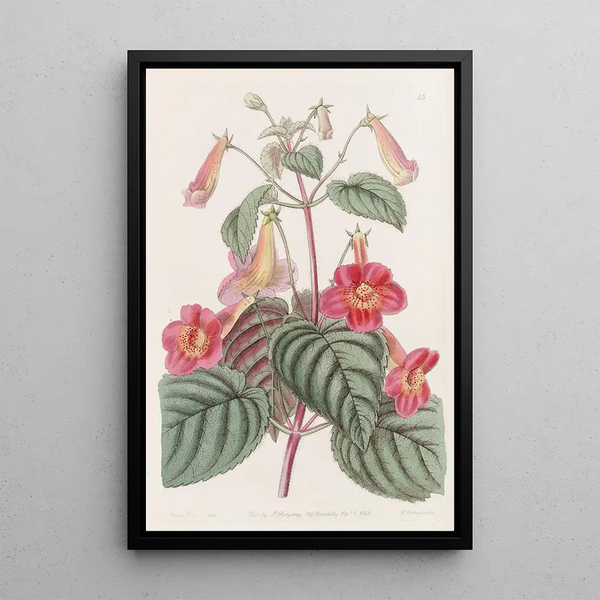 Achimène velue - Sydenham Edwards — framed artwork on a wall