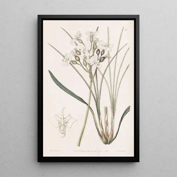 Stylewort velu - Sydenham Edwards — framed artwork on a wall