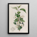 Syringa velu - Sydenham Edwards — framed artwork on a wall