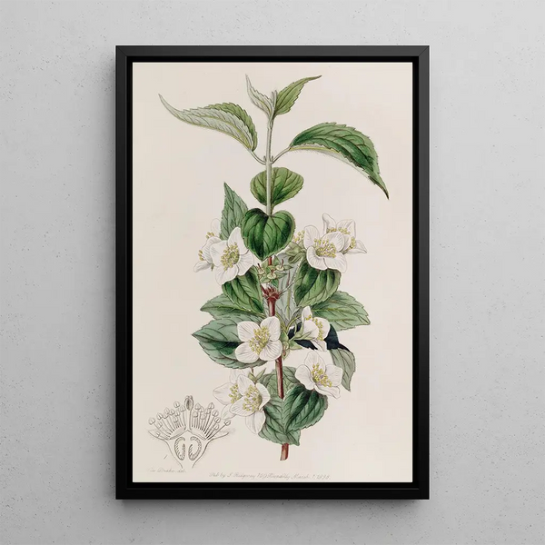 Syringa velu - Sydenham Edwards — framed artwork on a wall