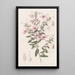 Tetratheca velue - Sydenham Edwards — framed artwork on a wall