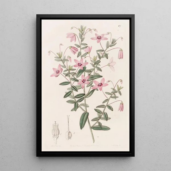 Tetratheca velue - Sydenham Edwards — framed artwork on a wall