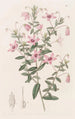 Tetratheca velue - Sydenham Edwards — artwork view