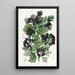 Black Hawthorn with Velvety Leaves - Sydenham Edwards — framed artwork on a wall