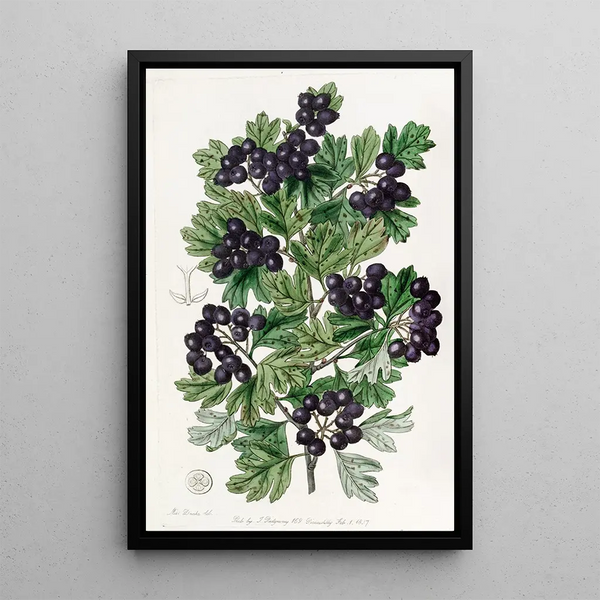 Black Hawthorn with Velvety Leaves - Sydenham Edwards — framed artwork on a wall