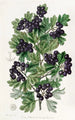 Black Hawthorn with Velvety Leaves - Sydenham Edwards — artwork view