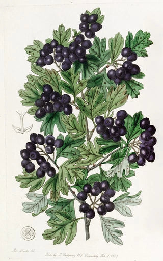 Sydenham Edwards - Hairyleaved Black Hawthorn.webp