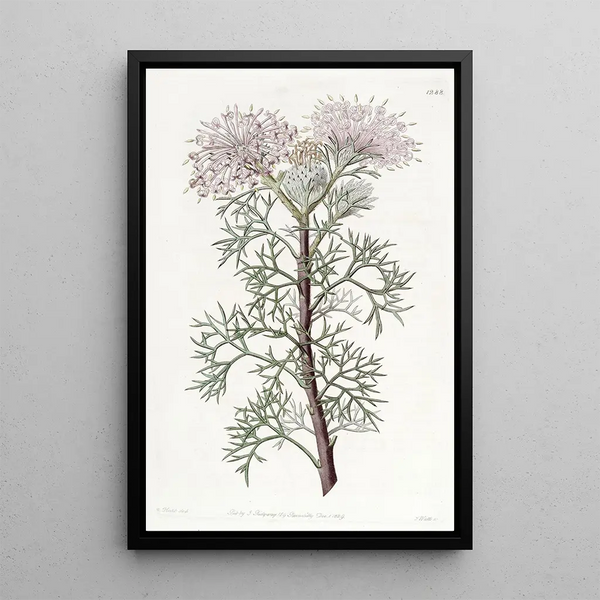 Elegant Isopogon Painting - Sydenham Edwards — framed artwork on a wall