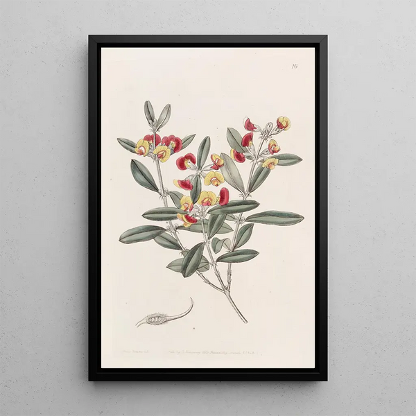 Oxylobium à tête - Sydenham Edwards — framed artwork on a wall