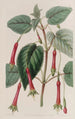 Fuchsia with corded leaves - Sydenham Edwards — artwork view
