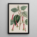 Fuchsia with corded leaves - Sydenham Edwards — framed artwork on a wall