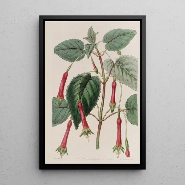 Fuchsia with corded leaves - Sydenham Edwards — framed artwork on a wall