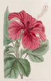 Hibiscus cameronifulgens - Sydenham Edwards — artwork view