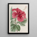 Hibiscus cameronifulgens - Sydenham Edwards — framed artwork on a wall
