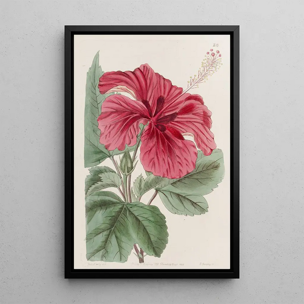 Hibiscus cameronifulgens - Sydenham Edwards — framed artwork on a wall