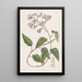 Solanum with hooked petals - Sydenham Edwards — framed artwork on a wall