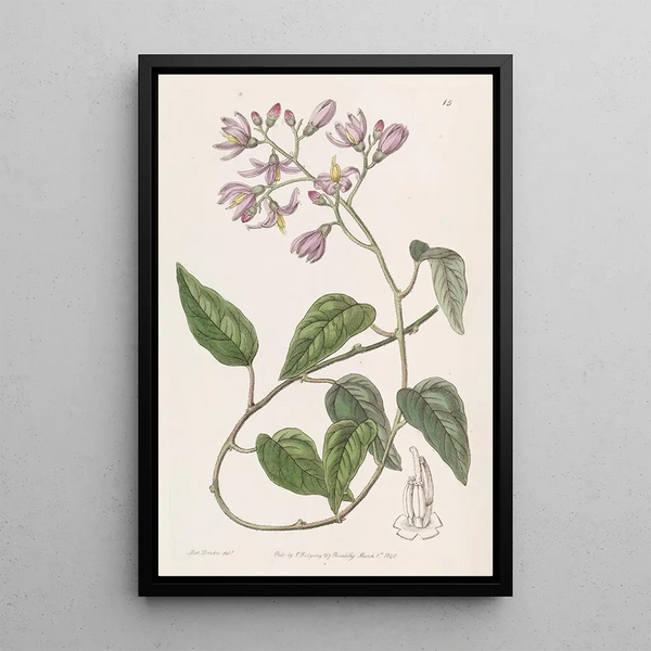 Solanum with hooked petals - Sydenham Edwards — framed artwork on a wall