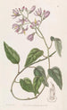 Solanum with hooked petals - Sydenham Edwards — artwork view