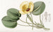 Limnocharis de Humboldt - Sydenham Edwards — artwork view