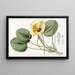 Limnocharis de Humboldt - Sydenham Edwards — framed artwork on a wall