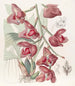 Humboldt Peristéria Painting - Sydenham Edwards — artwork view