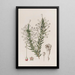 Fabiana embedded - Sydenham Edwards — framed artwork on a wall