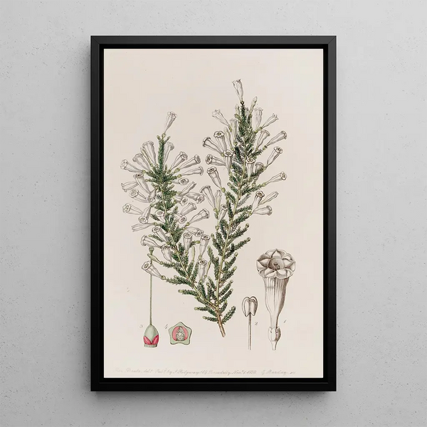 Fabiana embedded - Sydenham Edwards — framed artwork on a wall