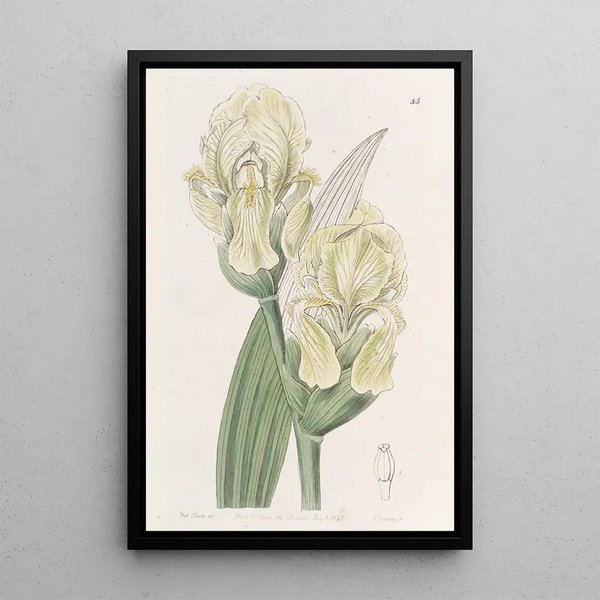 Iris Embroidered Painting - Sydenham Edwards — framed artwork on a wall