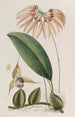 Cirrhopetalum insulare - Sydenham Edwards — artwork view
