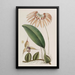 Cirrhopetalum insulare - Sydenham Edwards — framed artwork on a wall