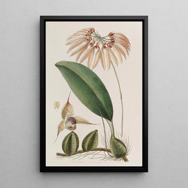 Cirrhopetalum insulare - Sydenham Edwards — framed artwork on a wall