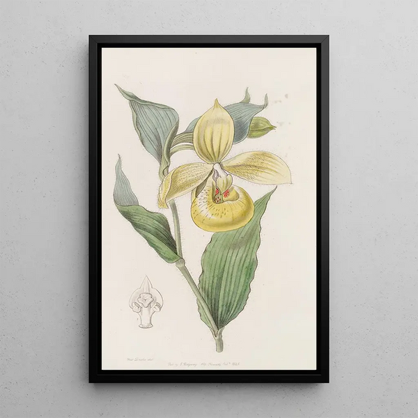 Sabot de Vénus irapéan ou fleur pélican - Sydenham Edwards — framed artwork on a wall