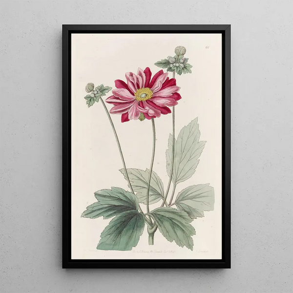 Anémone du Japon - Sydenham Edwards — framed artwork on a wall