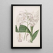 Bletia japonaise - Sydenham Edwards — framed artwork on a wall