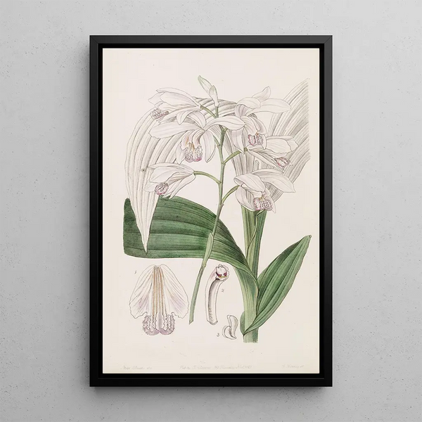 Bletia japonaise - Sydenham Edwards — framed artwork on a wall